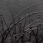 Carbon